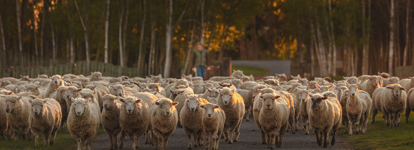 Flock of sheep at Dog Point Vineyard entrance